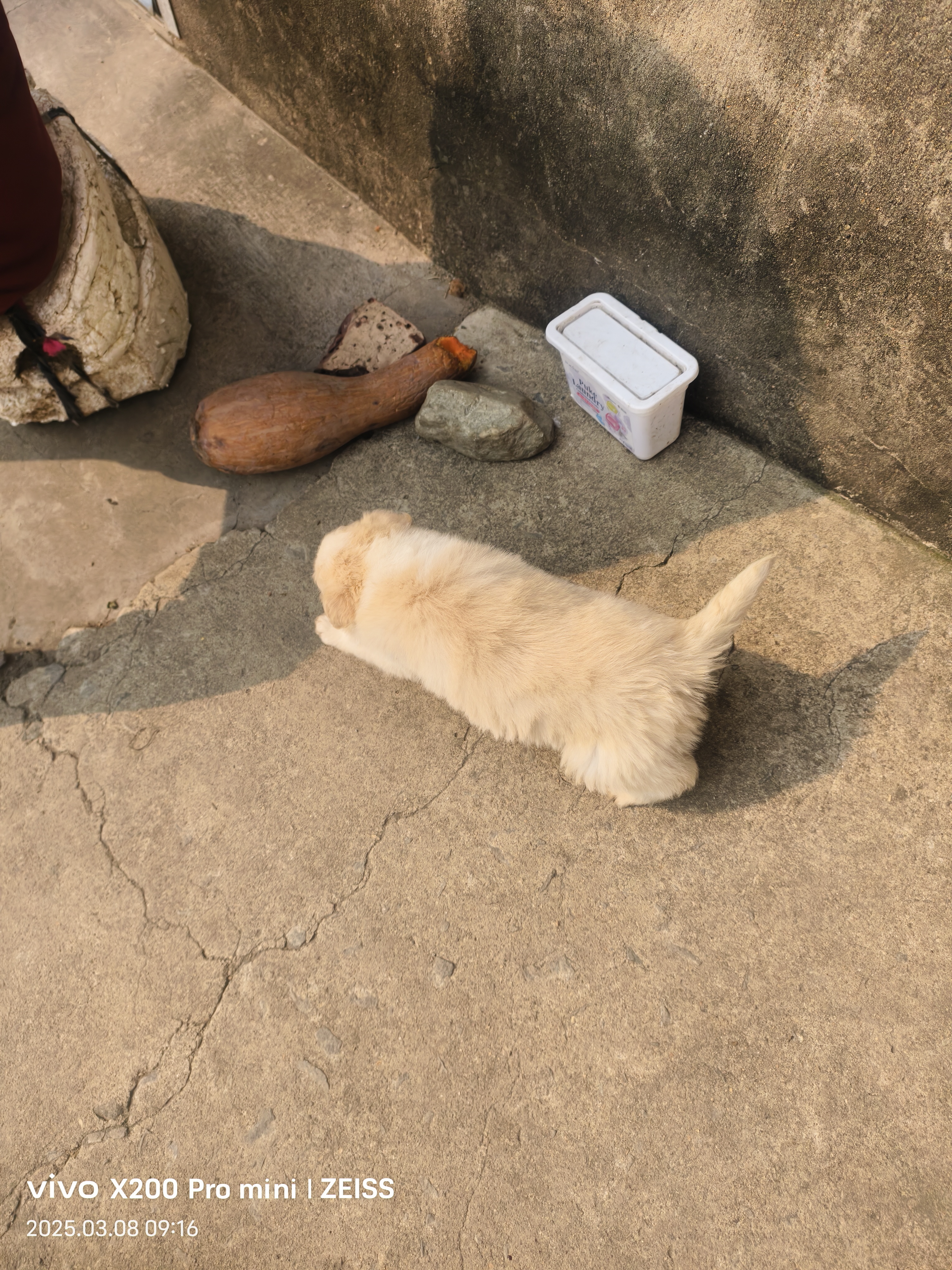 边境牧羊犬
